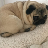 Warm Comfortable Self Heating Pet Bed